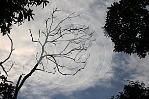 Leafless trees and sky sunset in the evening.