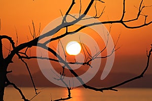 Leafless trees and red sky sunset in the evening