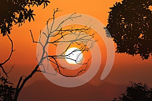 Leafless trees and red sky sunset background