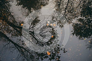 Leafless trees reflection on water surface