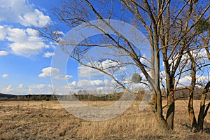 Leafless trees on spring meadow