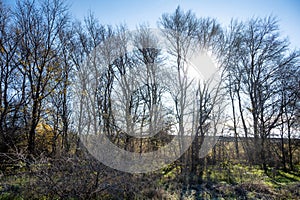 leafless trees in winter