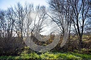 leafless trees in winter
