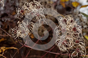 a leafless twig of a clematis with hairy seeds