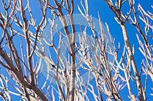 Leafless twigs