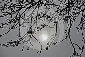 Leafless twigs before foggy sun