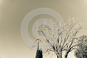 Leafless and unruly black walnut tree from, low perspective