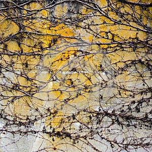 Leafless vines intertwine over concrete colored yellow, grey and white