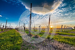 Leafless vineyards organized into files