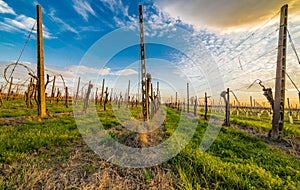 Leafless vineyards organized into files