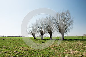 Leafless willow trees growing in row on a meadow