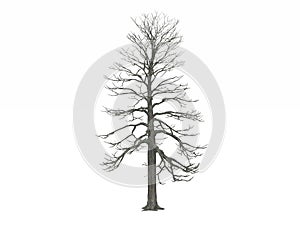 Leafless Winter tree