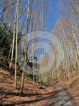 Leafless Winter Trees Stand Tall along Virginia Creeper Trail
