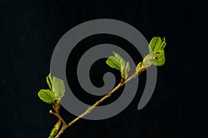 Leaflets, American elm (Ulmus americana) photo