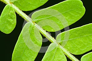 Leaflets in opposite array closeup