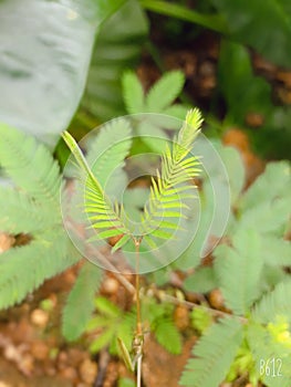 Leaflets  Touchmenot  Mimosa  Pudica Plant