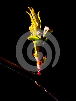 Leaflets on a tree bud on a black background photo