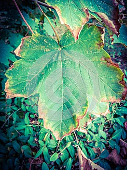 Leaflife