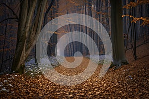 leaflittered forest path with diffuse wildflowers at the end