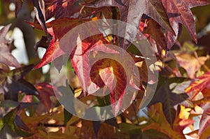 Colorful leafs, liquidamber tree