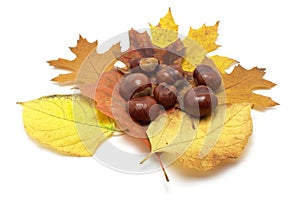 Leafs and conkers