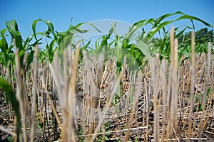 Leafs of corn and straw photo