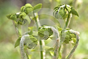 Leafs of fern