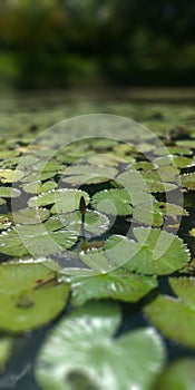 Leafs and flower of an acquatic plant