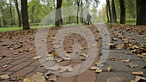 Leafs on the grand in autumn park, old man walks. Horizontal slider shot