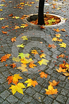 Leafs in Ground