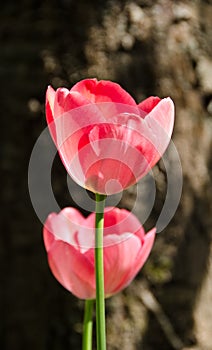 Leafs of one beautiful pink tulip in backlight, macro, bright and shining