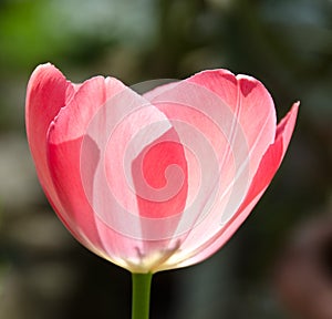 Leafs of one beautiful pink tulip in backlight, macro, bright and shining