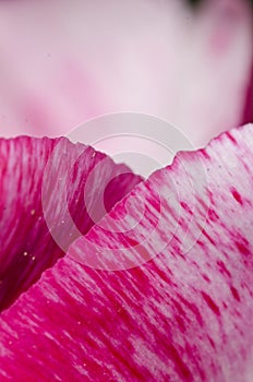 Leafs of one beautiful pink tulip in backlight, macro, bright and shining