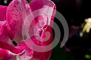 Leafs of one beautiful pink tulip in backlight, macro, bright and shining