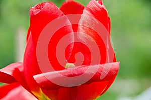 Leafs of one beautiful red tulip in backlight, macro, bright and shining