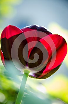 Leafs of one beautiful red tulip in backlight, macro, bright and shining