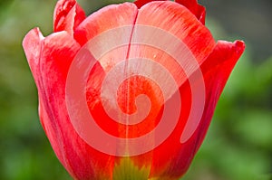 Leafs of one beautiful red tulip in backlight, macro, bright and shining