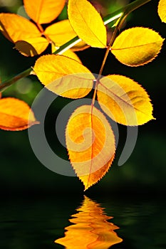 Leafs over water