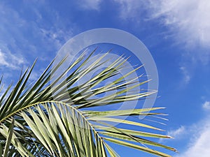 Leafs of Palm tree in sahara desert of Algeria on summer
