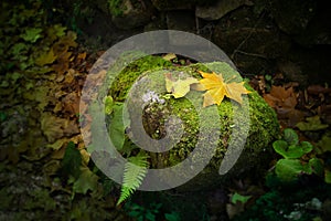 Leafs on Rock