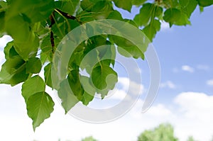 Leafs with sky background 2