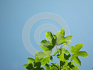 Leafs-sky background