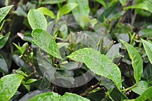 Leafs from Tea Garden South India