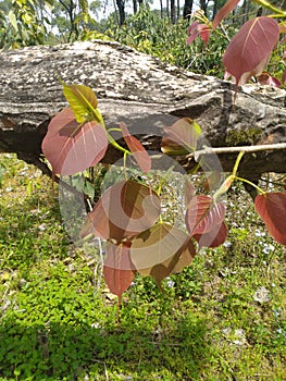 Leafs on Tree Branch in Jungle of Palampur Himachal Pradesh India