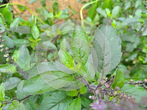 Leafs of tulsi/holy basil plant