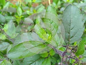 Leafs of tulsi/holy basil plant