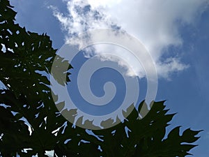 The leaves under the sky and see some clouds.