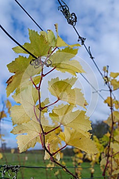 Leafs of vine tendril in autumn