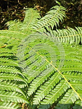 Leaftropical green sunrise forest