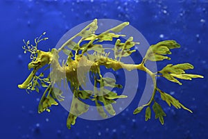 Leafty Sea Dragons, Australia